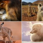 Wildlife Photographer of the Year 2021 The Peoples Choice Award