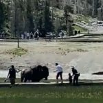 yellowstone bison attack 01 ht llr 220629 1656525214366 hpMain 16x9 992