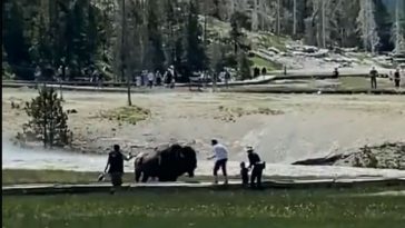 yellowstone bison attack 01 ht llr 220629 1656525214366 hpMain 16x9 992