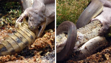 snake eats alligatorde 1122x630 1