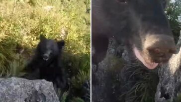 mountain climber fights off bear barefisted homepage