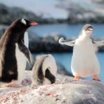 Antarctic Peninsula Gentoo Penguin Colony