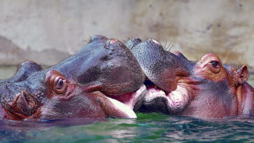 hippo kisses dennis wright aka the mellow one
