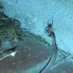 Brown Widow Spider catches a Brown Snake in its web thumb1