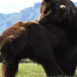 Alaskan Monster Bears Go At It thumb1