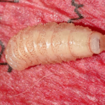 botfly larva m
