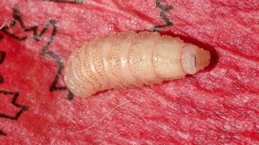 botfly larva m