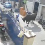 cow attacks girl walking home from school in india.jpg