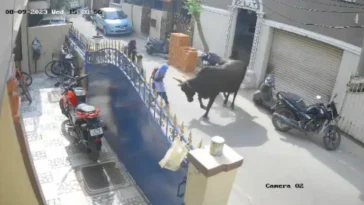 cow attacks girl walking home from school in india.jpg