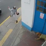 dog hit with brick to the head in peru.jpg