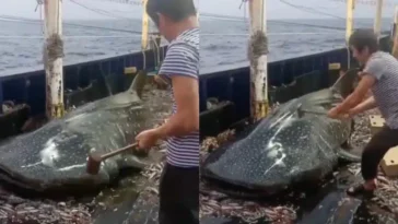 man bludgeons whale shark with sledgehammer in china video.jpg