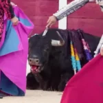 compilation video released shows bulls killed by matadors in spain.jpg