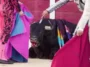 compilation video released shows bulls killed by matadors in spain.jpg