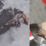two missing tourists on snowmobiles found frozen to death in russia videos.jpg