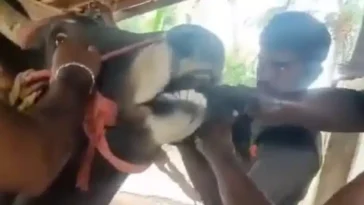 youtuber booked for force feeding live rooster to bull in india video.jpg