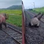 male elephant dies after getting hit by train in india