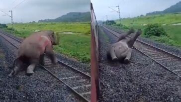 male elephant dies after getting hit by train in india