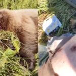 man nearly mauled to death by bear accidentally shoots himself in the leg