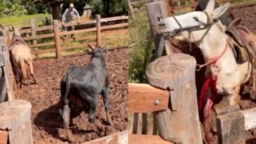 horse dies after getting gored in the throat by bull in brazil