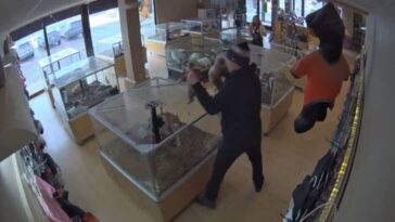 thieves fake seizure to steal puppies from colorado pet store 728x409 1