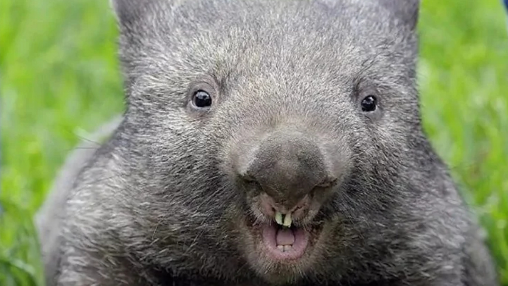 Zajímavosti o vombatech 🇦🇺 3 IMG 20250501 224213