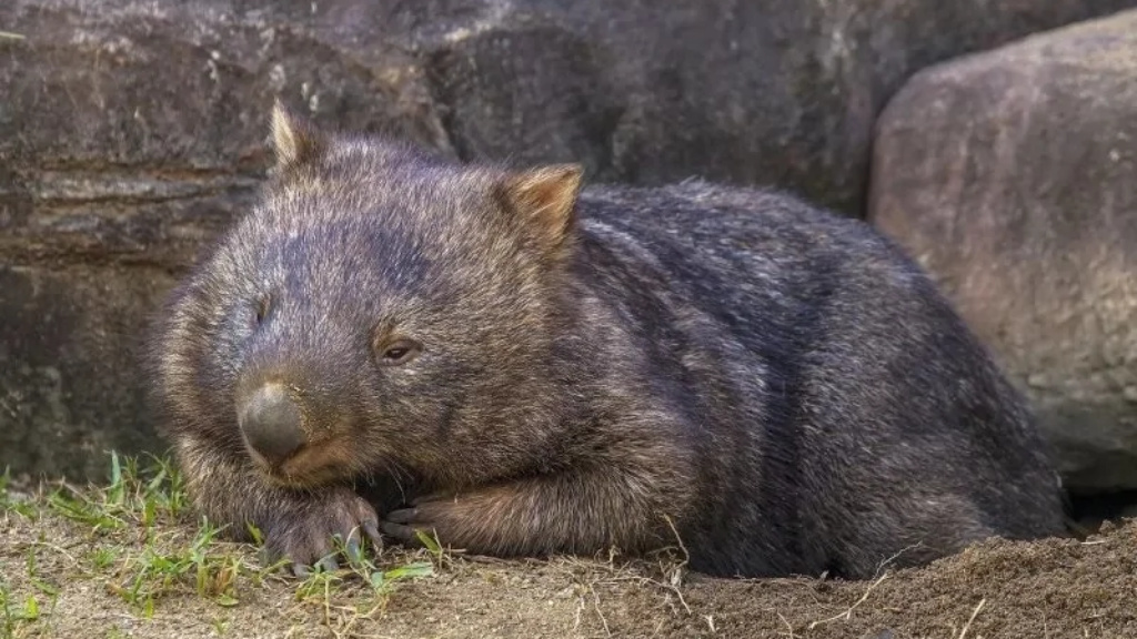 Zajímavosti o vombatech 🇦🇺 6 IMG 20250501 224247