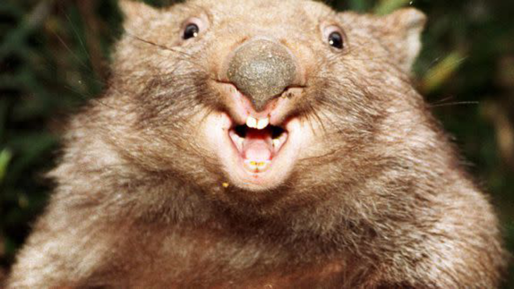 Zajímavosti o vombatech 🇦🇺 5 IMG 20250501 230655