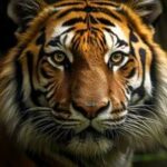 Profilový obrázek Tiger