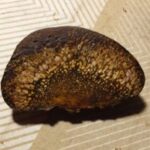 Profilový obrázek pesibaz