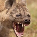 Profilový obrázek hyena16